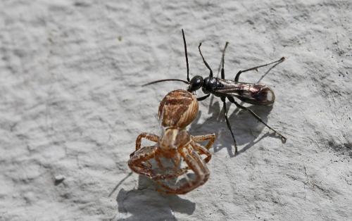 Dipogon sp.